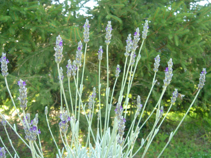 Lavandula lanata en fleurs sur les pentes calcaires des sierras andalouses